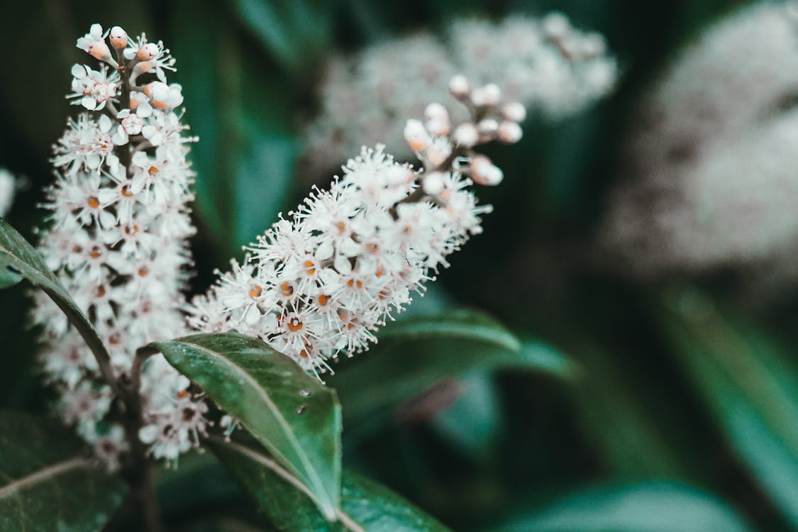 Foto stok gratis bunga putih, ceri laurel, Daun-daun