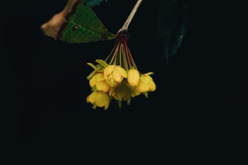A yellow flower with a black background