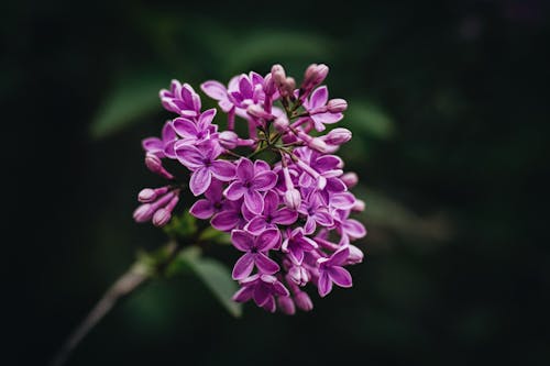 Darmowe zdjęcie z galerii z delikatny, dziki, flora