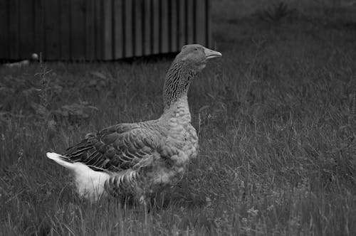 Kostenloses Stock Foto zu bauernhof, gans, gras