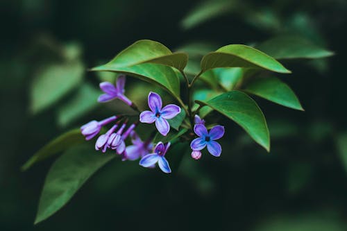 Immagine gratuita di azzurro, fiori, focus selettivo