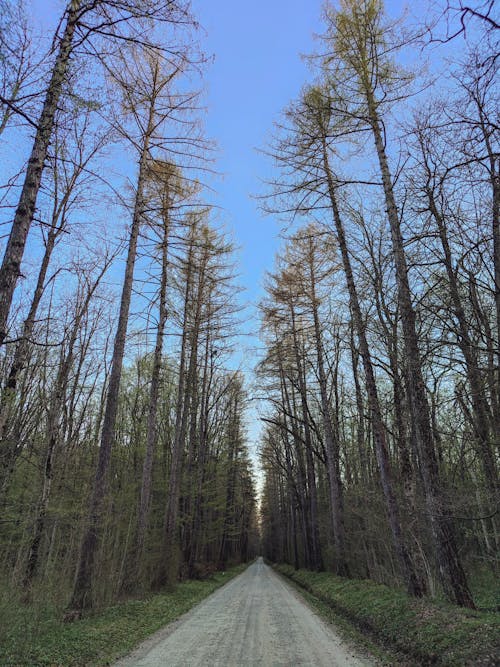 Základová fotografie zdarma na téma borovice, cesta, divočina