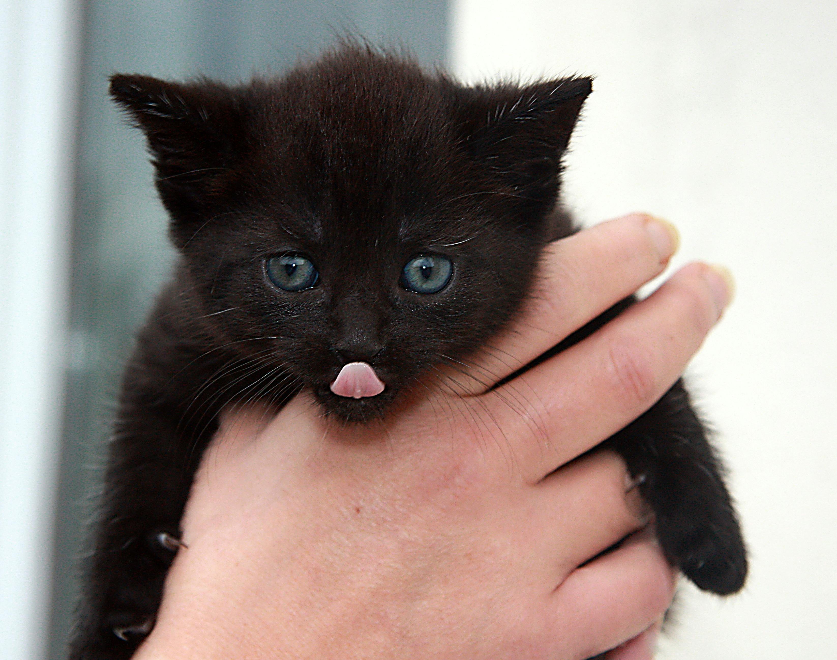 Free Stock Photo Of Animal Baby Cats Black