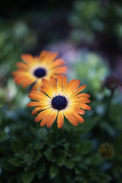 An orange flower with a black center in the middle