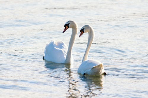 Two swans swimming in the water together