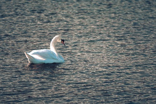 Photos gratuites de bateau, canard, cygne