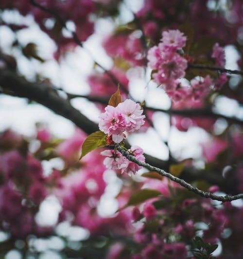 A close up of pink flowers on a tree branch