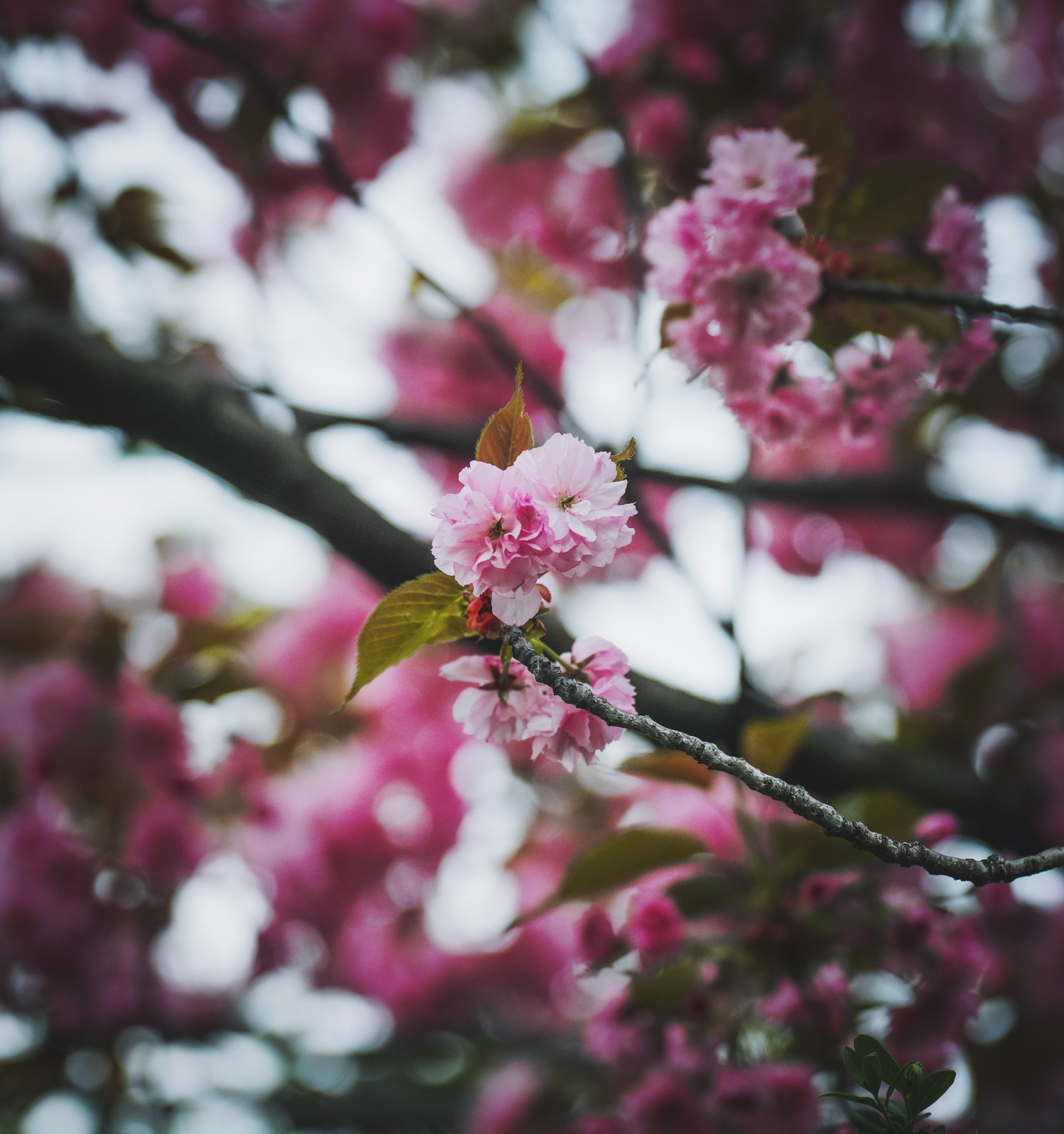 A close up of pink flowers on a tree branch · Free Stock Photo