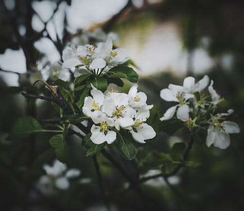 A close up of a white apple blossom