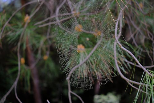 A spider web is seen in the middle of a pine tree