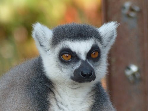 A lemur with a white face and black eyes