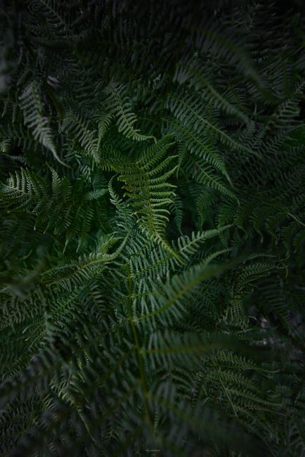 Close-up of green fern leaves in a dark, natural setting, highlighting lush textures.