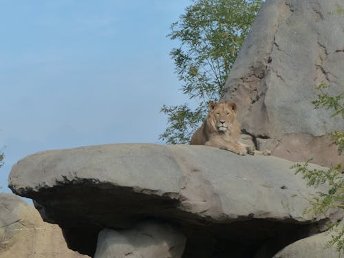 A lion is sitting on top of a rock