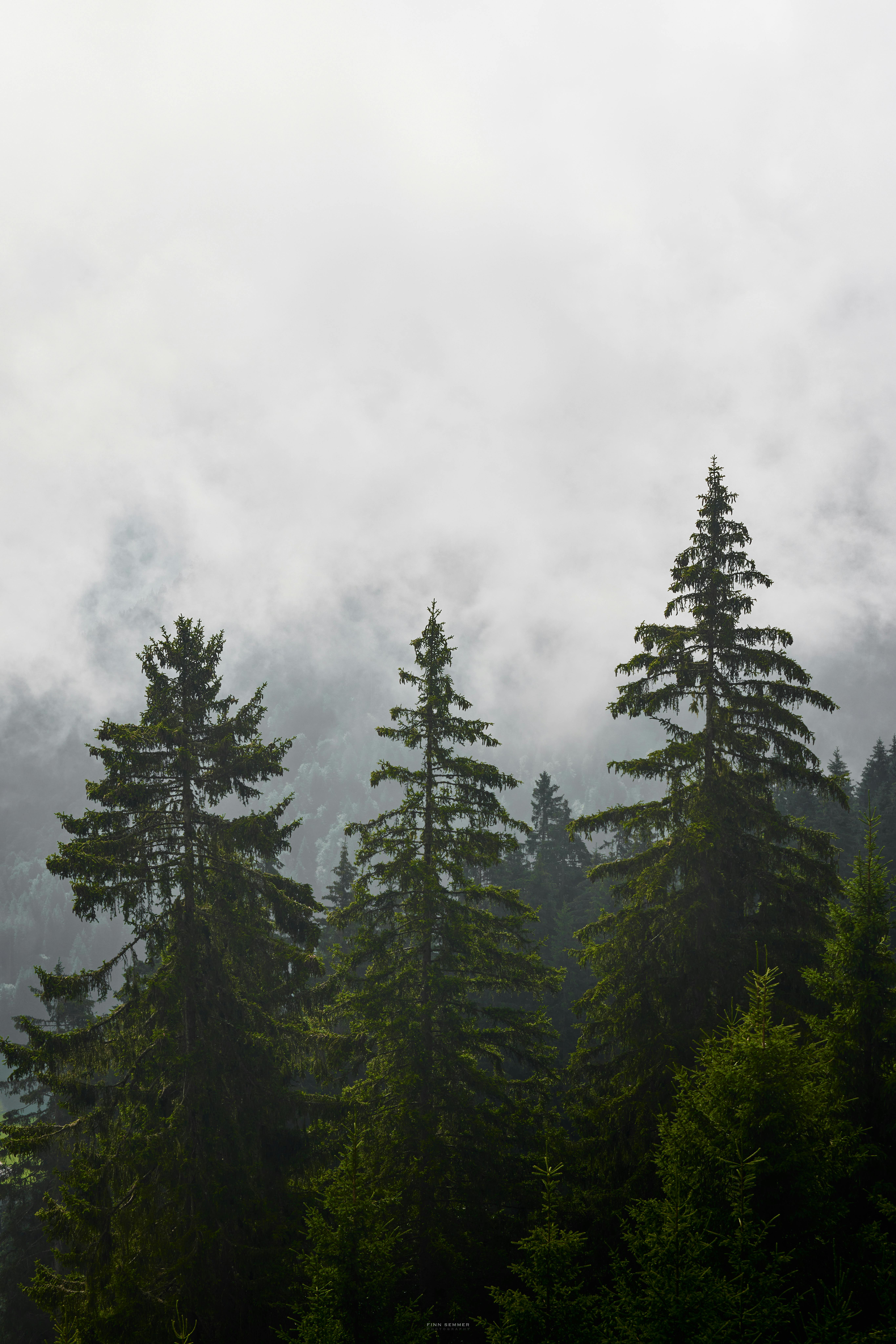 A serene fog-covered forest with tall coniferous trees creating an ethereal atmosphere.