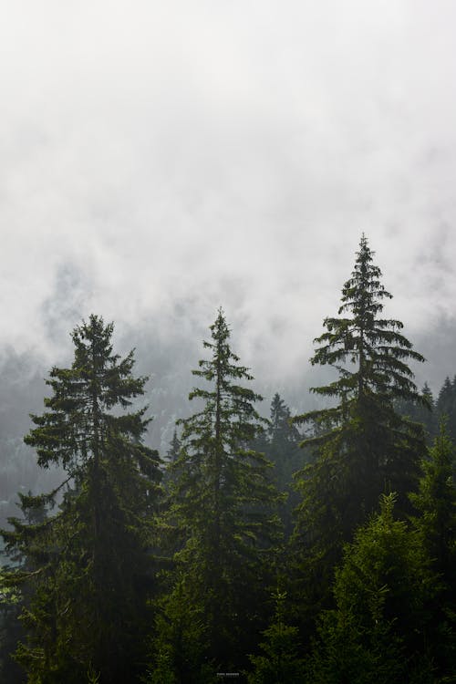 Foto stok gratis alam, hutan, kabut