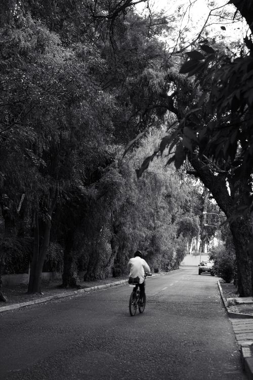 Free A cyclist rides through a tranquil, tree-lined street in Arequipa, Peru in black and white. Stock Photo