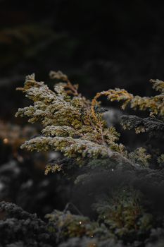 Close-up of a frost-covered evergreen branch with a dark moody background.