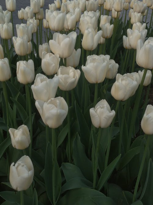 Foto d'estoc gratuïta de blanc, flors, molla