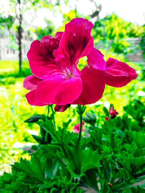 Beautiful Flower in the Yard