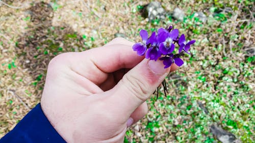 Male Fingers Holding Violets in a Forest