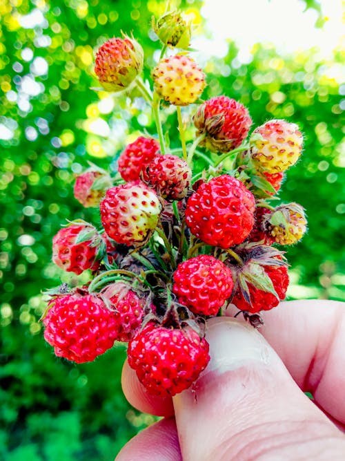 Male Hand Holding Sweety Strawberries in a Garden, Summer Time