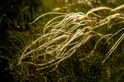 Free Golden sunlight highlighting wispy grass in a peaceful summer meadow. Stock Photo