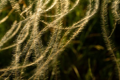 A close up of a grassy field with long strands