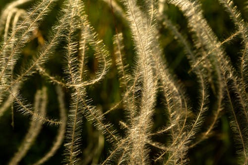 A close up of some grasses with long hairs