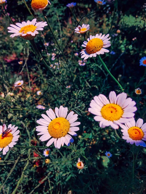 Dramatic Smiles of the Daisy Flowers in a Summer Garden