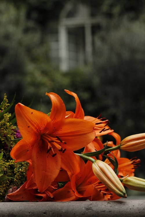 Kostnadsfri bild av blommor, bukett, delikat