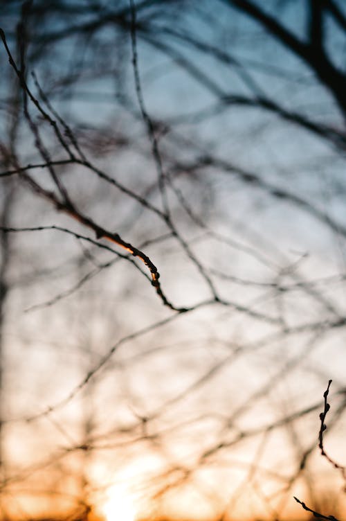 Bare Branches of Tree at Sunset