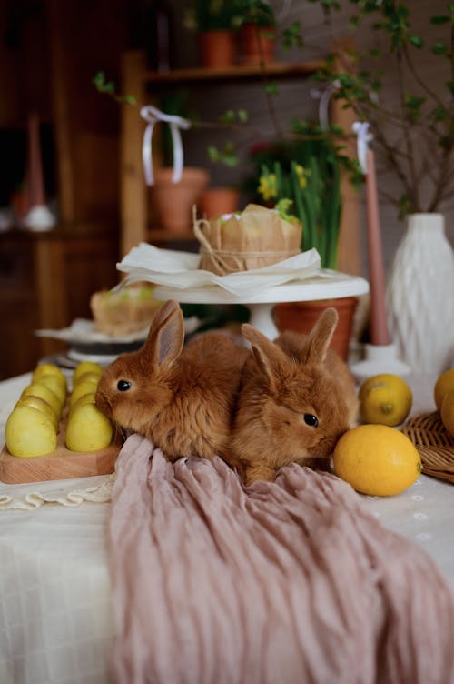 Rabbits, Easter Eggs and Lemons 