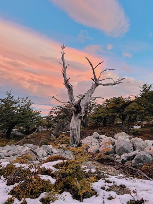 ağaç, boş, bulutlar içeren Ücretsiz stok fotoğraf