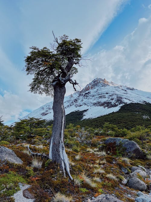 Бесплатное стоковое фото с вертикальный выстрел, дерево, долина