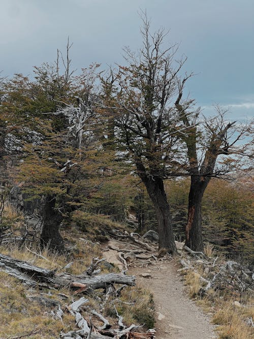 Foto d'estoc gratuïta de arbre, arbusts, Camí