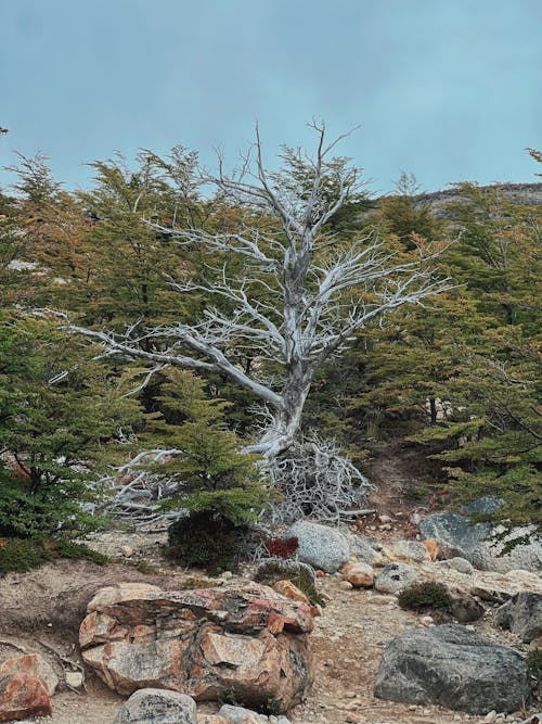 Foto profissional grátis de árvore, descoberto, floresta