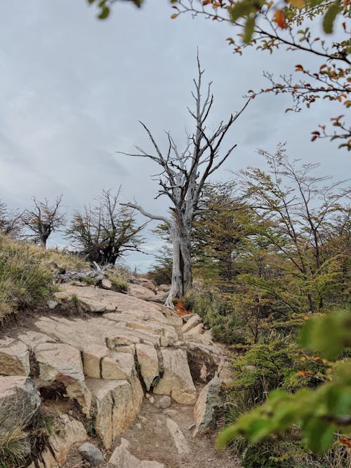 Δωρεάν στοκ φωτογραφιών με loma de las pizzaras, ανάπτυξη, δέντρο