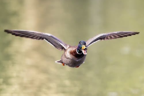 A duck flying over a body of water