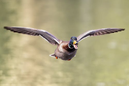 Gratis arkivbilde med and, bakgrunnsbilde, dyrefotografering