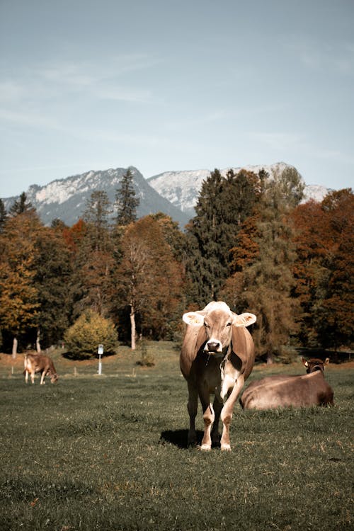 Ilmainen kuvapankkikuva tunnisteilla kesä, laidun, lehmä