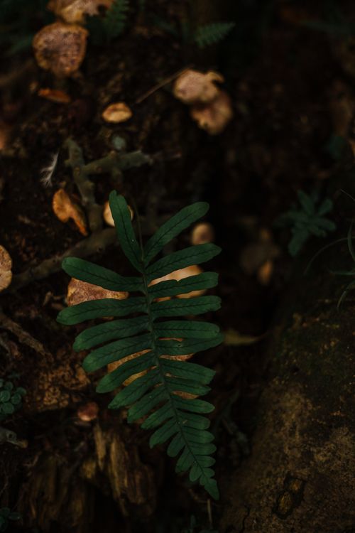 Free A detailed shot of a vibrant green fern leaf against a dark woodland background, showcasing nature's beauty. Stock Photo