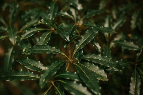 Free Close-up of sweet pittosporum leaves with rich green texture, depicting natural growth. Stock Photo