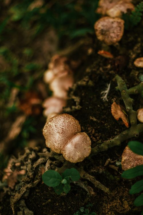 Free Detailed view of fungi growing on forest floor, showcasing natural textures and earthy tones. Stock Photo