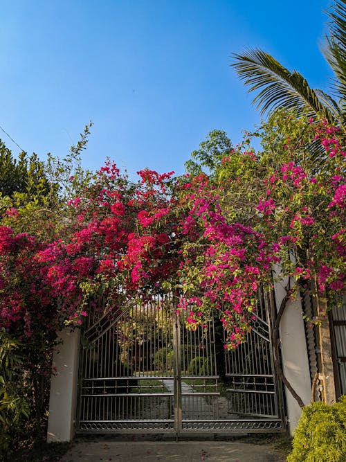 ゲート, ピンクの花, 咲くの無料の写真素材