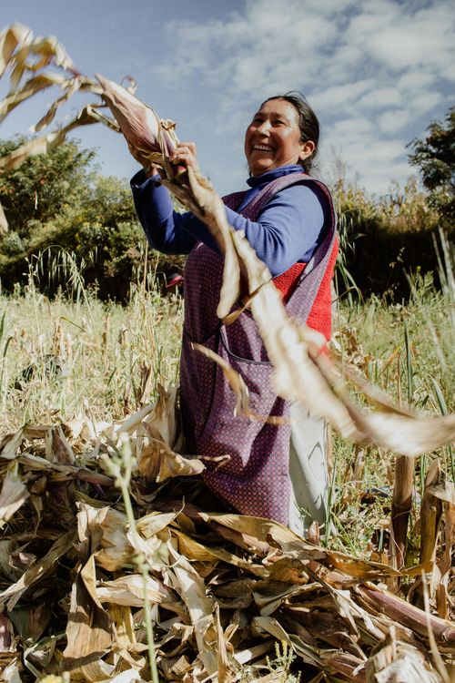 Free A joyful woman harvesting corn in the rural fields of Cusco, Perú. Stock Photo