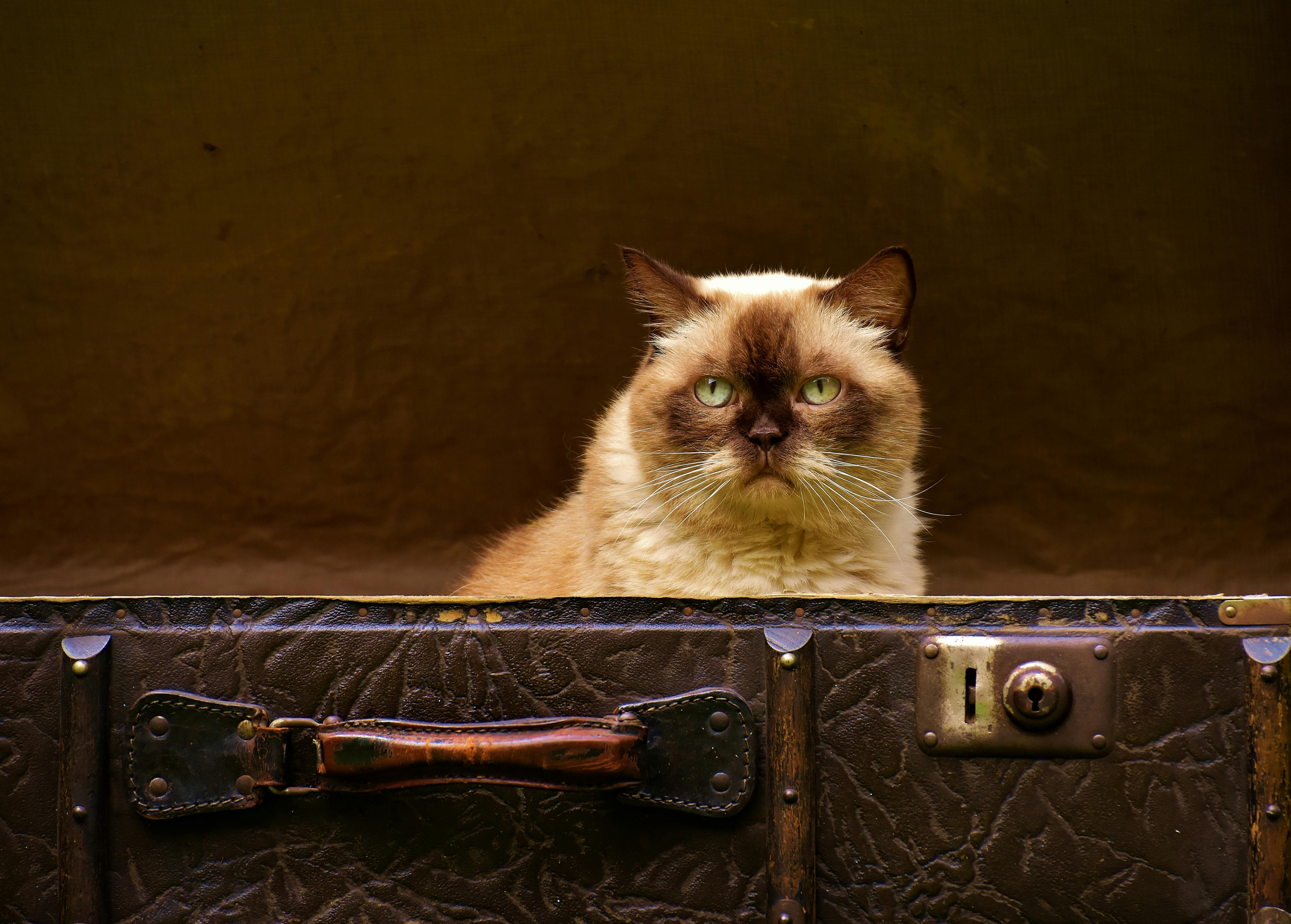 Siamese Cat Siamese Cat