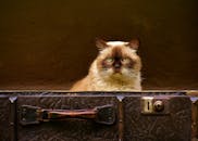 一只可爱的英国短毛猫坐在复古手提箱里，在室内环境中散发着复古气息