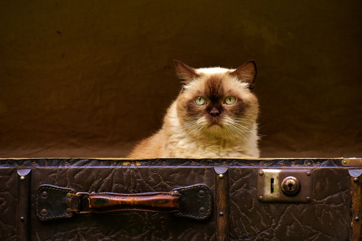 Gato viajero en una escena de viaje asociada a Bolivia