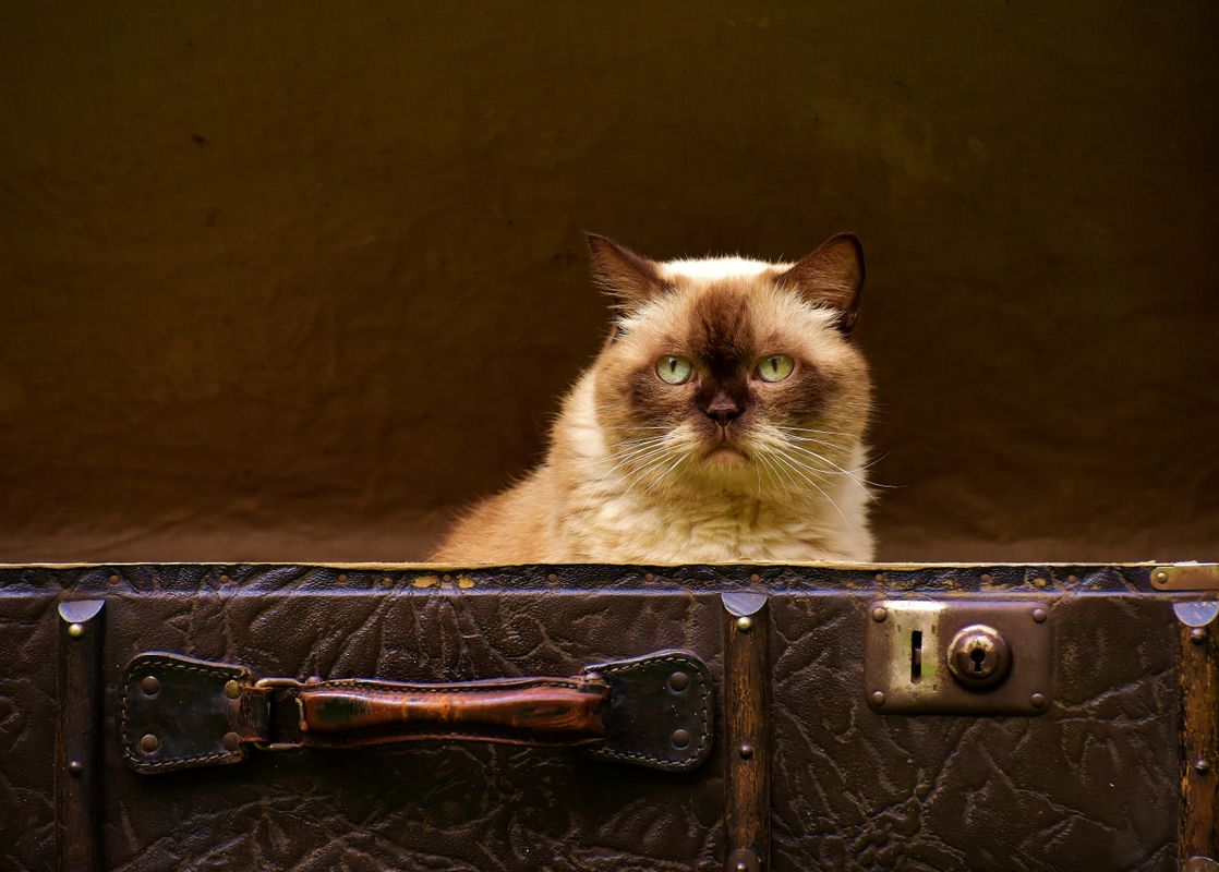 Gato viajero en una escena de viaje asociada a Bolivia
