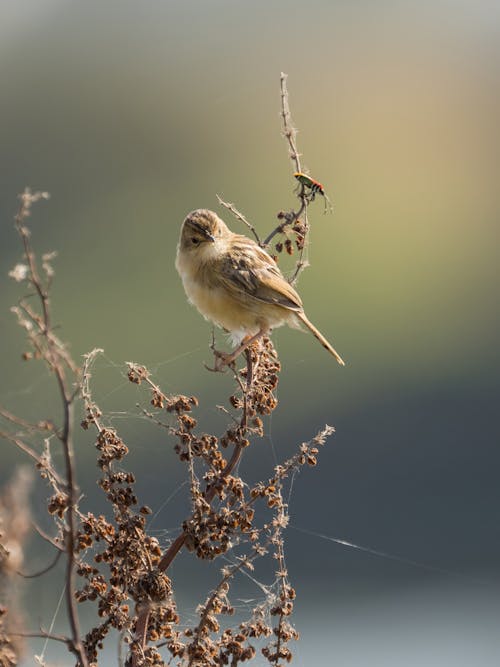 Photos gratuites de branche, brindille, cisticole cliquetante